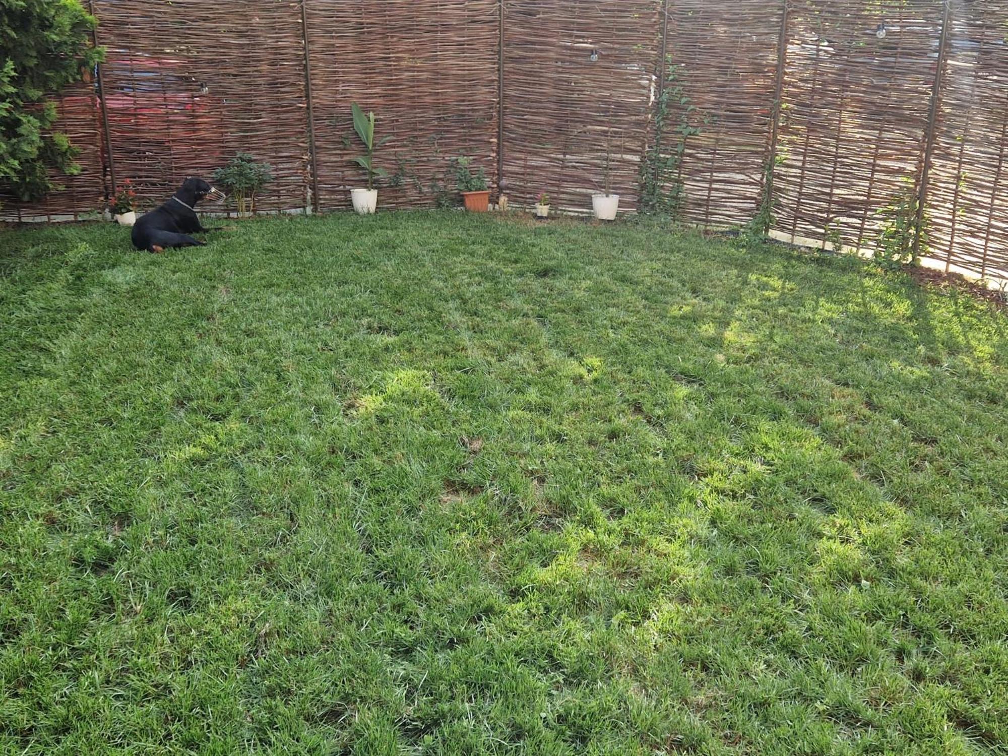 Branko'S Residence Timisoara Ngoại thất bức ảnh